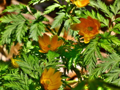 さいたま市園芸植物園の福寿草