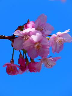 蒼空と花