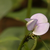 作物の花 ー ササゲ（１）