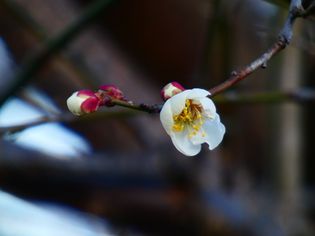 一輪ほどのあたたかさ