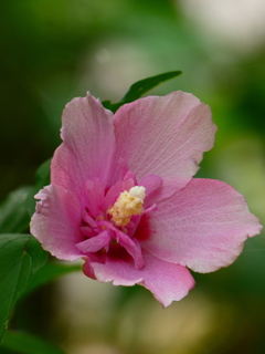 鳥取花笠（１）