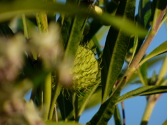 お花を前ボケに