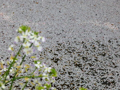 花筏の起点