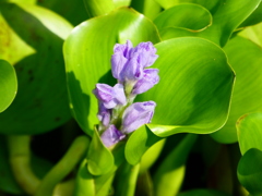 蕾