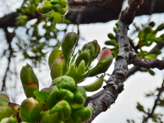 大島桜 蕾