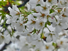 雨の中の桜 ー大島桜（１）－