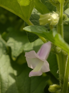 作物の花 ー ゴマ（１）