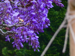 藤の花房
