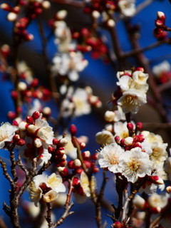雪月花
