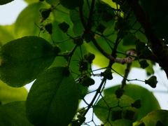 マユミのハート マユミのハート