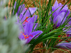 増えたサフラン