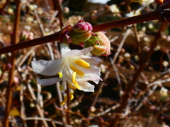 ロニセラ・フラグランティッシマ