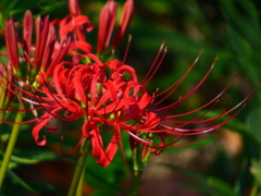 敬老の日の開花