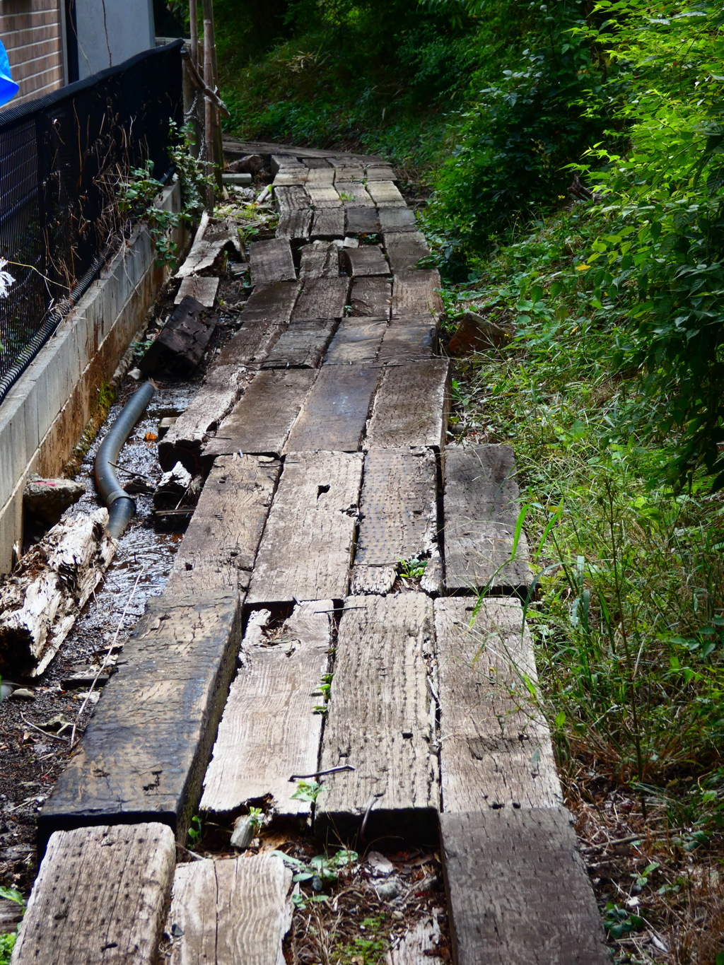 住宅地縁の木道