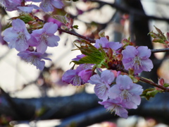 近所の河津桜
