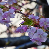 近所の河津桜
