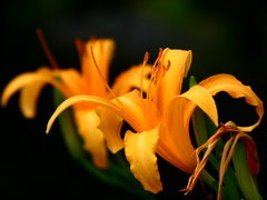 ノカンゾウ・ツインズ ノカンゾウ・ツインズ