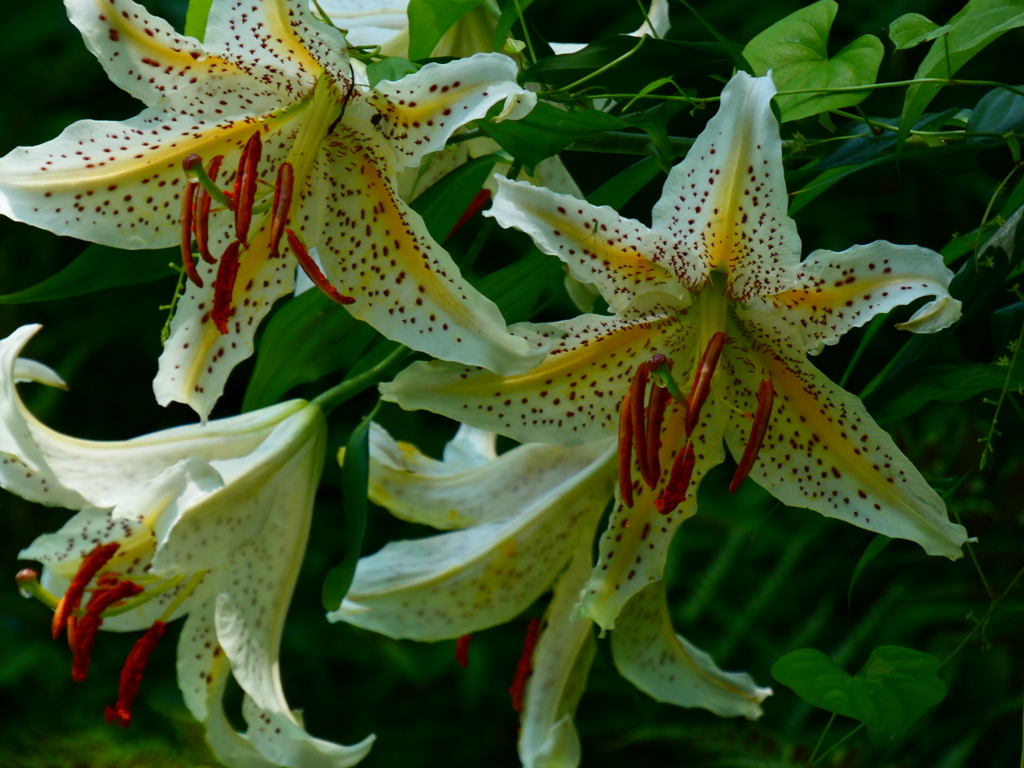 遠征の成果 ー ヤマユリ（５）