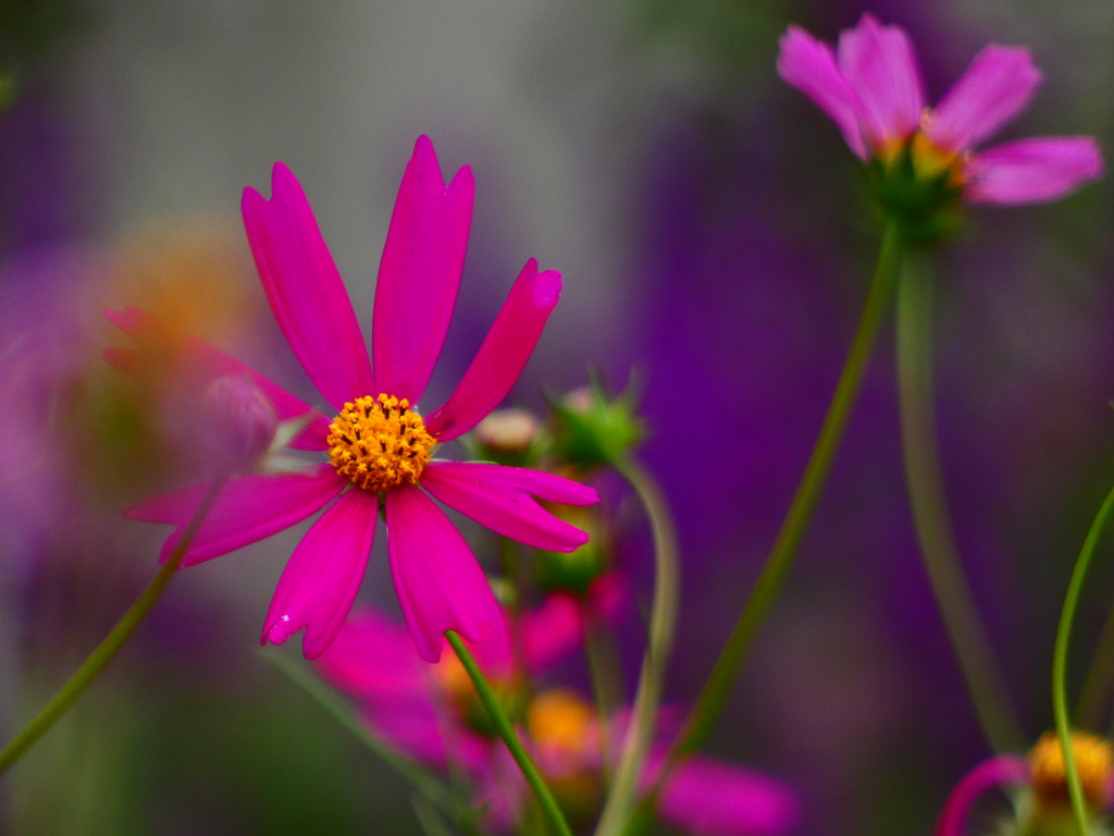 アメジストセージの背景