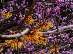 シナマンサクと未開紅