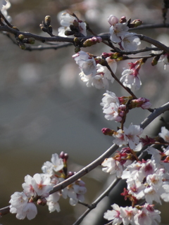 幹から生える桜