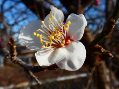 自治会管理の梅