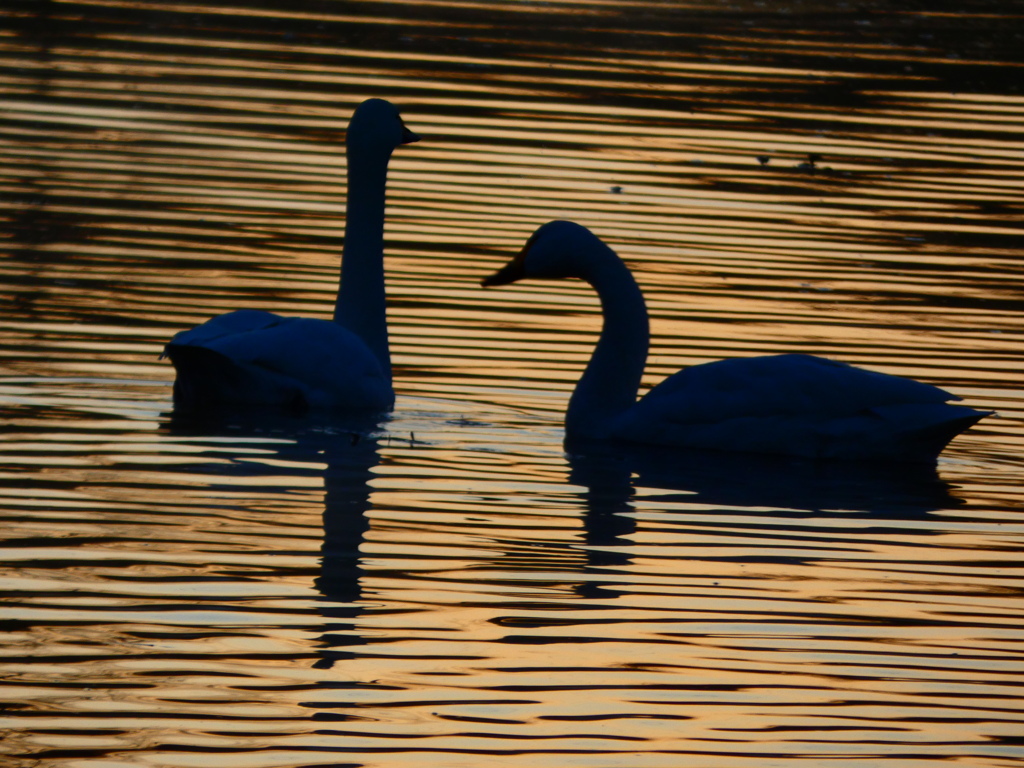 シルエット 避寒地での出来事