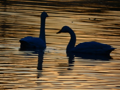 シルエット 避寒地での出来事