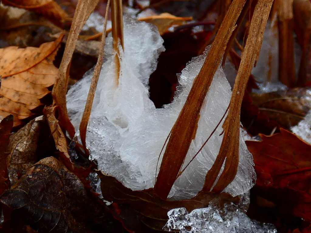 シモバシラの氷華（３）
