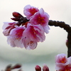 寒桜