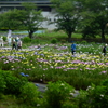 花菖蒲田のジオラマ