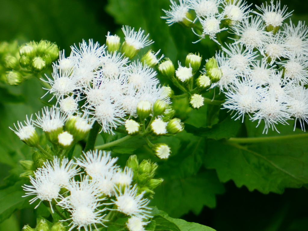 セイヨウフジバカマ