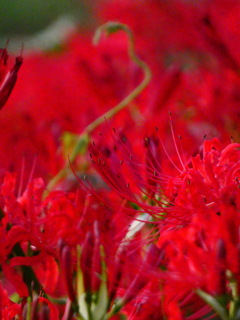 日没後の天上の花