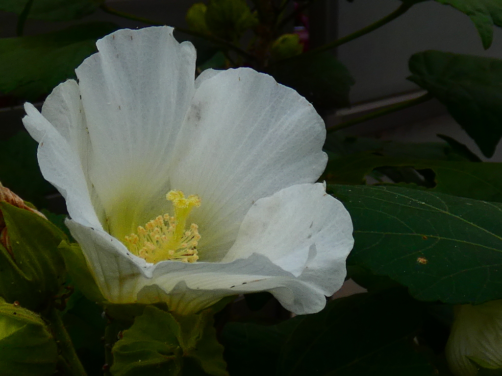 芙蓉