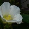 芙蓉