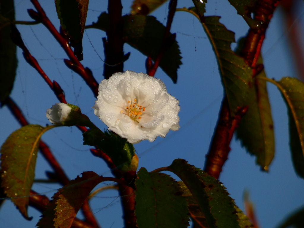 秋霖と十月桜
