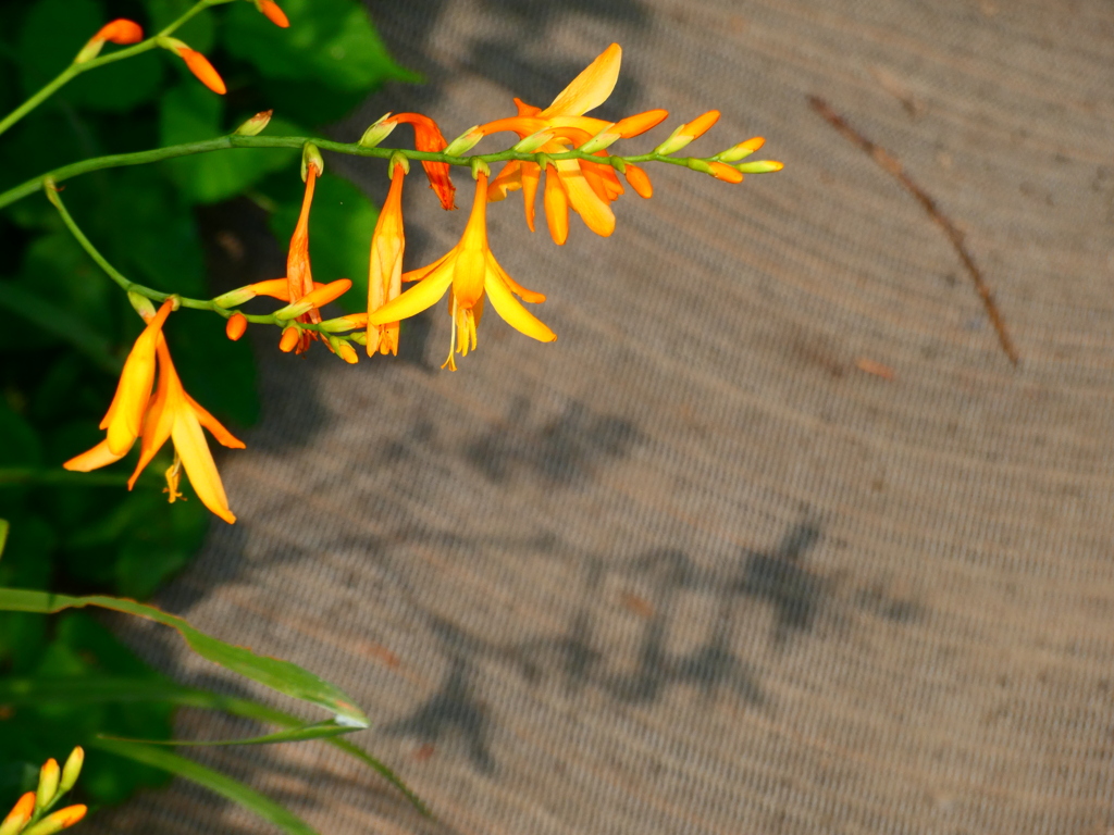 モントブレチアのオレンジと影