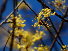 園芸植物園のサンシュユ