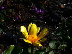 ヒメリュウキンカとホトケノザ