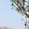 十月桜とソメイヨシノ