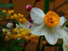 花籠 ニホンズイセンとミモザアカシア