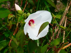 アメリカフヨウ