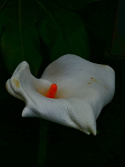 カラー