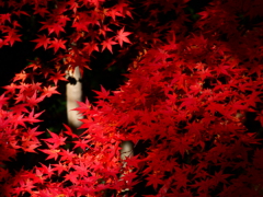 園芸植物園のイロハモミジ