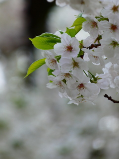 大島桜