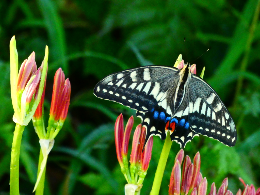 見沼代用水西縁 彼岸花2025（６）