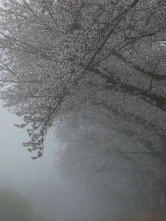 濃霧の桜回廊