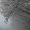 濃霧の桜回廊