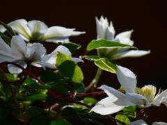 透けるクレマチス