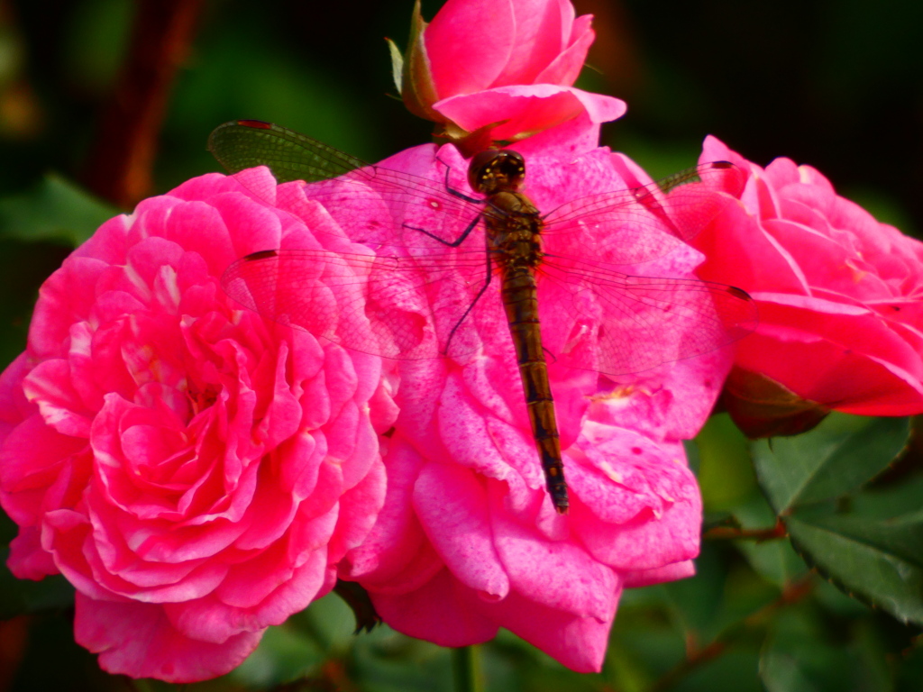 どっちの方が赤い？